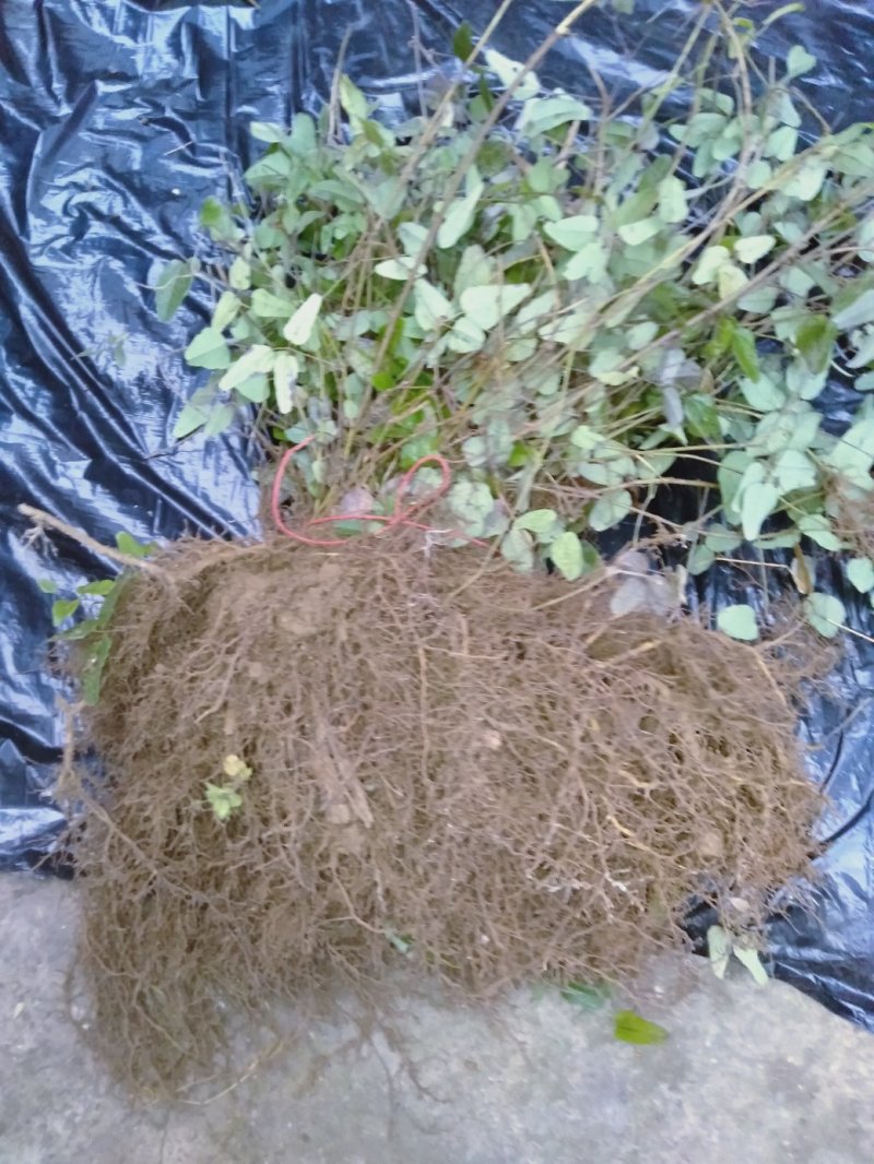 现有4年八月苗6年挂果藤，可药用可移栽，量大从优清地处