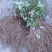 现有4年八月苗6年挂果藤，可药用可移栽，量大从优清地处