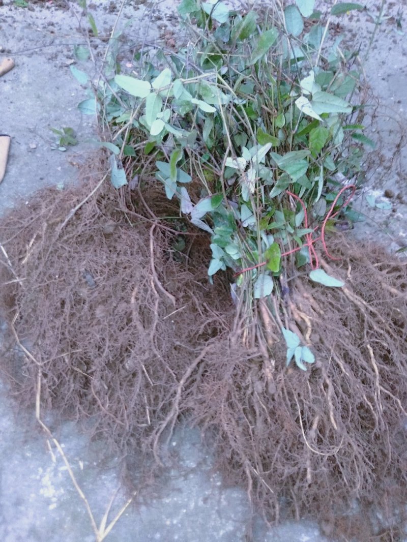 现有4年八月苗6年挂果藤，可药用可移栽，量大从优清地处