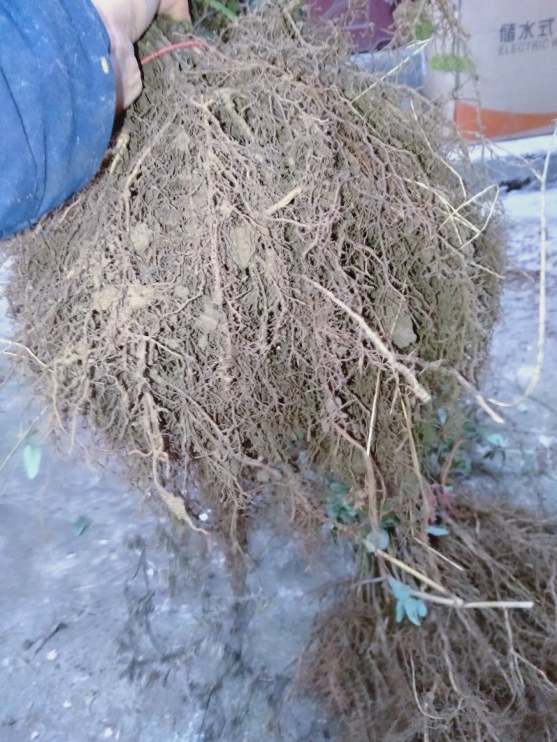 现有4年八月苗6年挂果藤，可药用可移栽，量大从优清地处