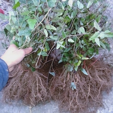 现有4年八月苗6年挂果藤，可药用可移栽，量大从优清地处