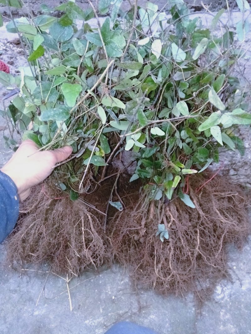 现有4年八月苗6年挂果藤，可药用可移栽，量大从优清地处