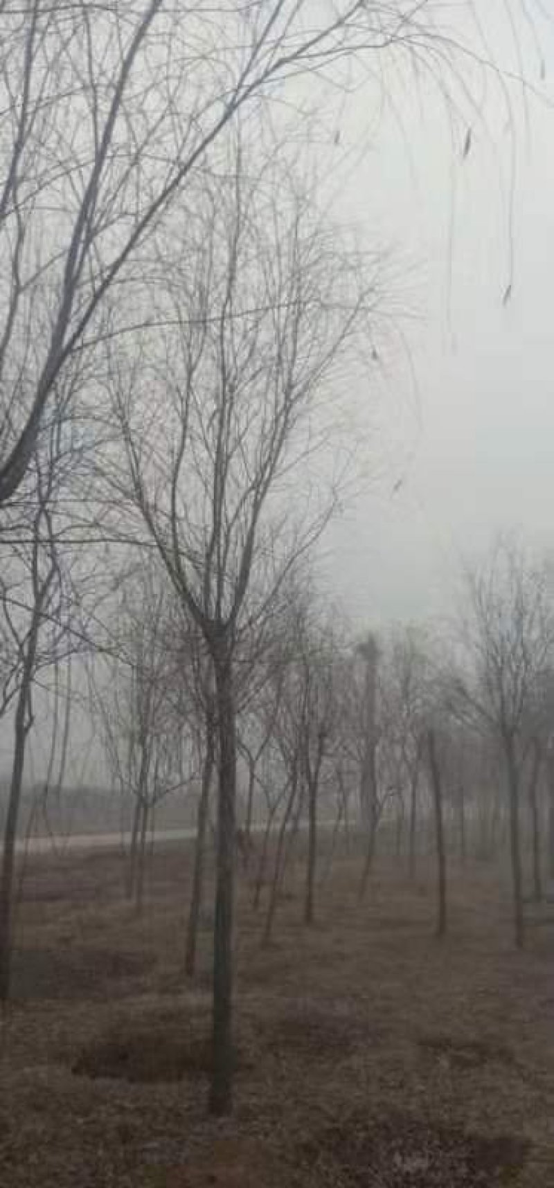 垂柳垂柳