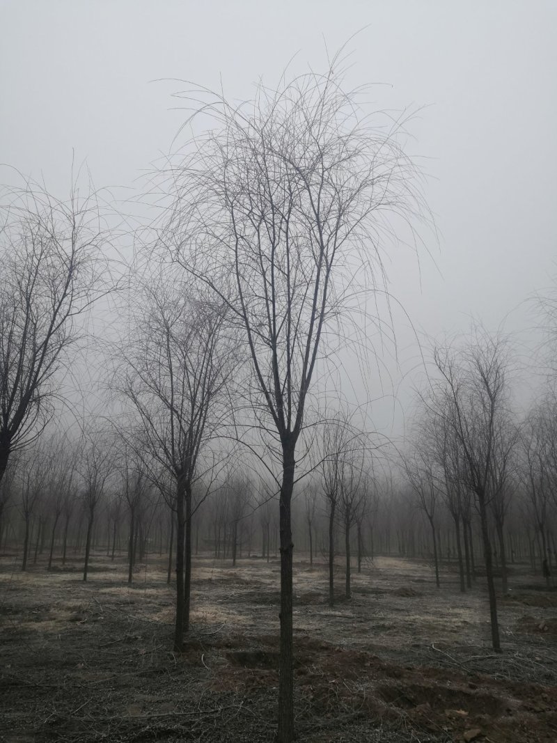 垂柳垂柳