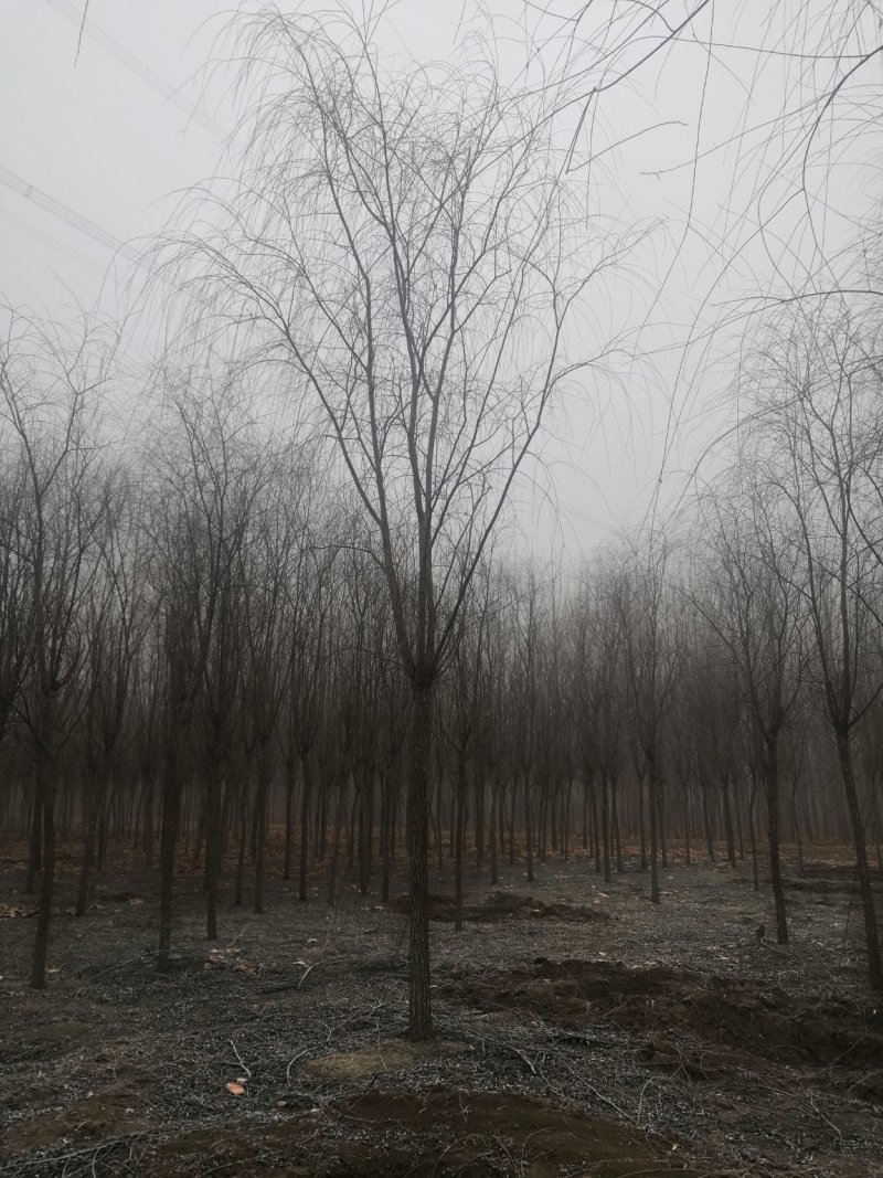 垂柳垂柳