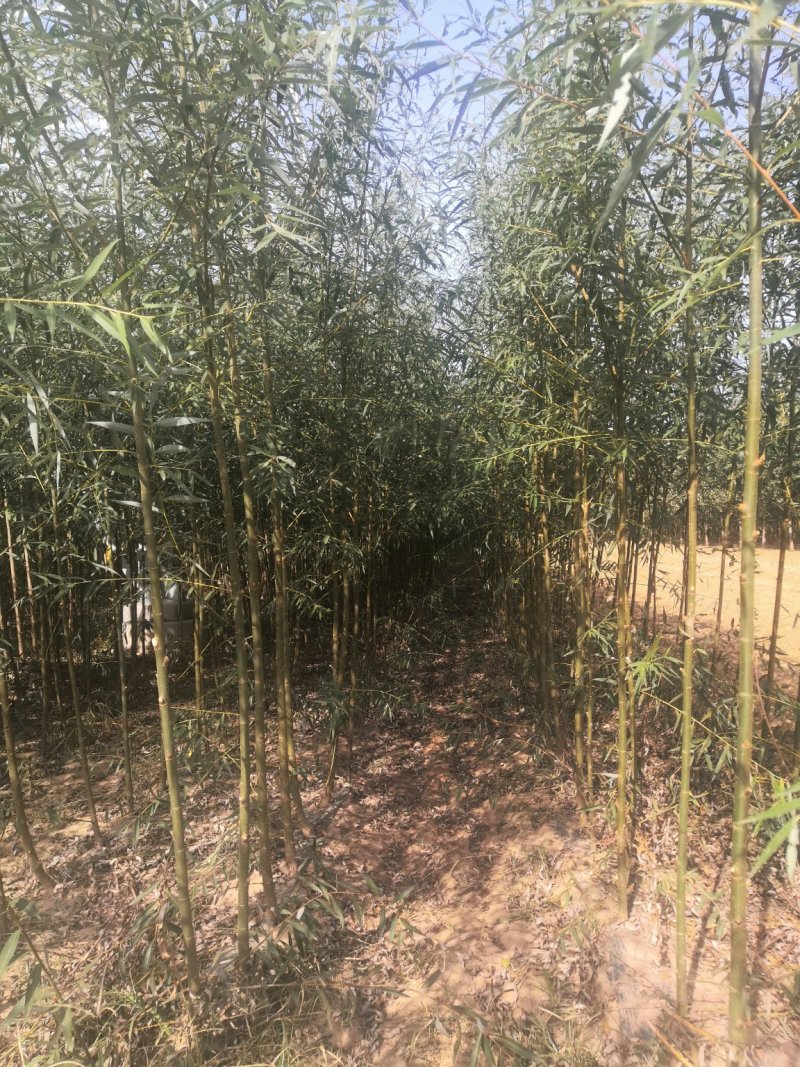 柳树