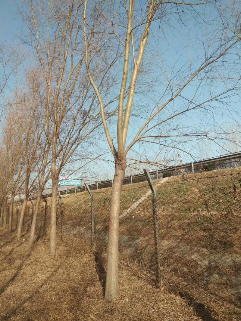 柳树