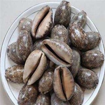 紫贝中药材紫贝齿量大从优