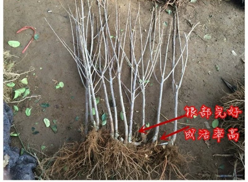 俄罗斯八号大樱桃树苗新品耐寒嫁接8号南方北方种植