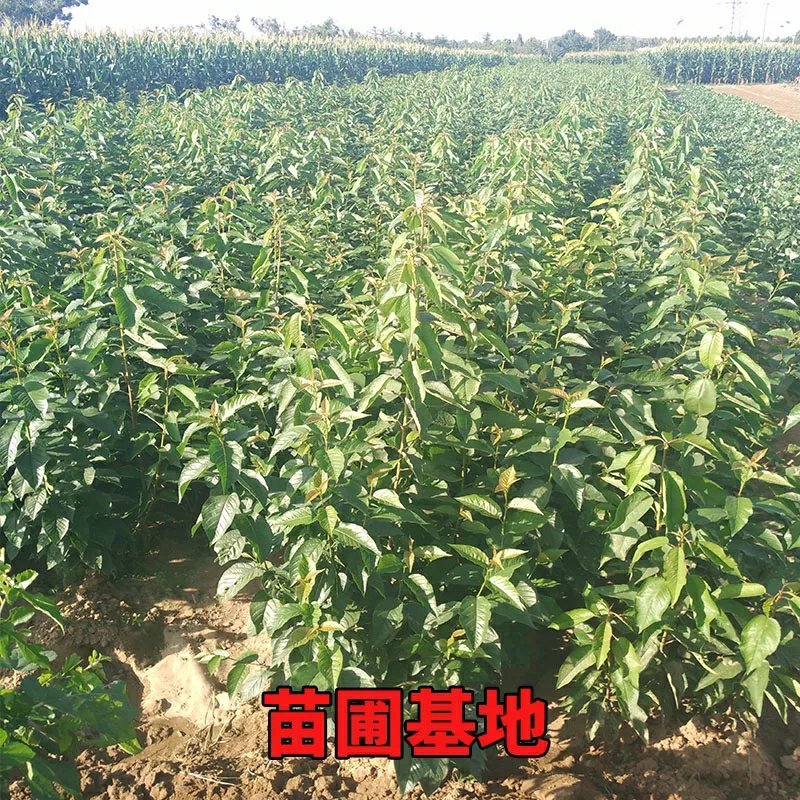 俄罗斯八号大樱桃树苗新品耐寒嫁接8号南方北方种植
