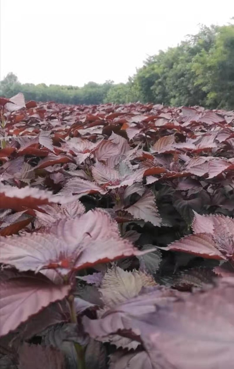 紫苏种子2019新产包发芽双面紫苏全紫苏