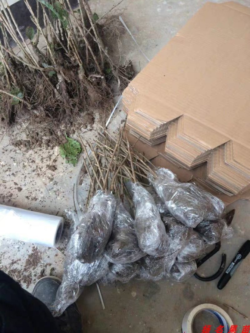 新品种早熟大樱桃树苗福星5月成熟樱桃苗南方北方种植