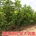 新品种早熟大樱桃树苗福星5月成熟樱桃苗南方北方种植