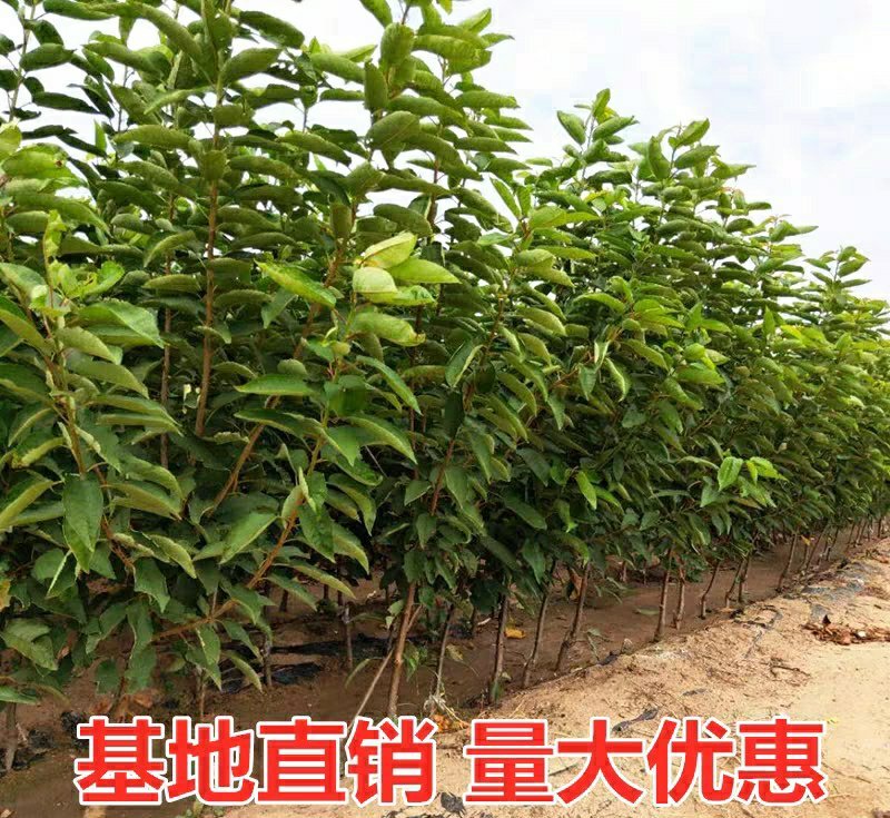 新品种早熟大樱桃树苗福星5月成熟樱桃苗南方北方种植