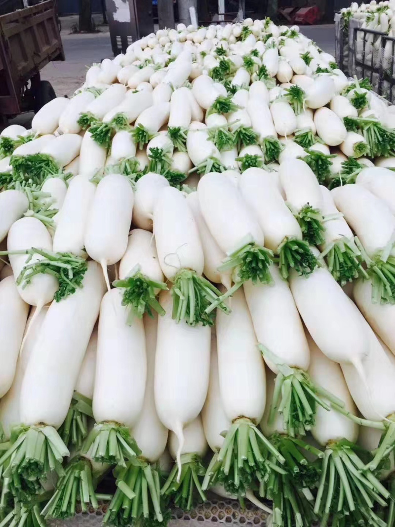 白萝卜
