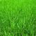 紫羊茅草籽草坪种子孑护坡绿化专用耐寒耐践踏庭院林下观赏草
