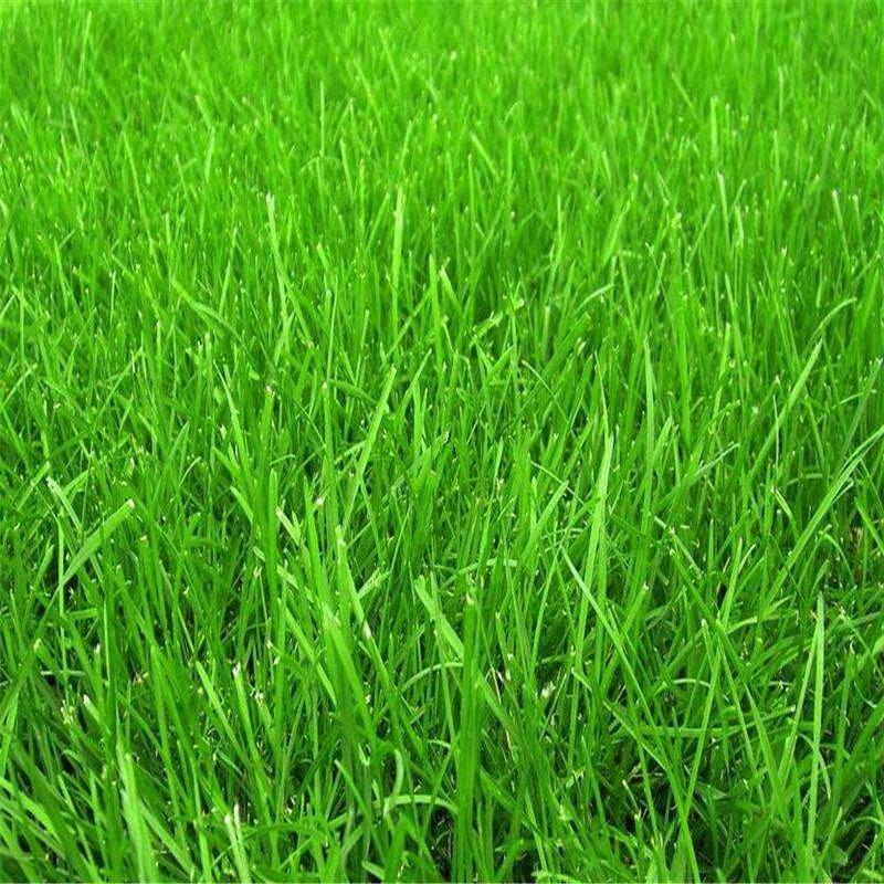 紫羊茅草籽草坪种子孑护坡绿化专用耐寒耐践踏庭院林下观赏草