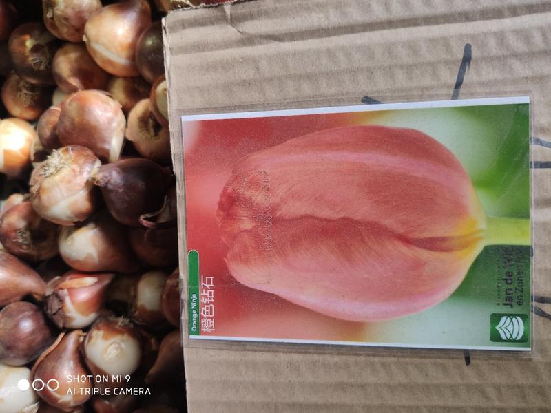 郁金香种球批发荷兰进口种球