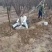 自家培育精品5-10公分地接美人梅，大量现货，树型优美成