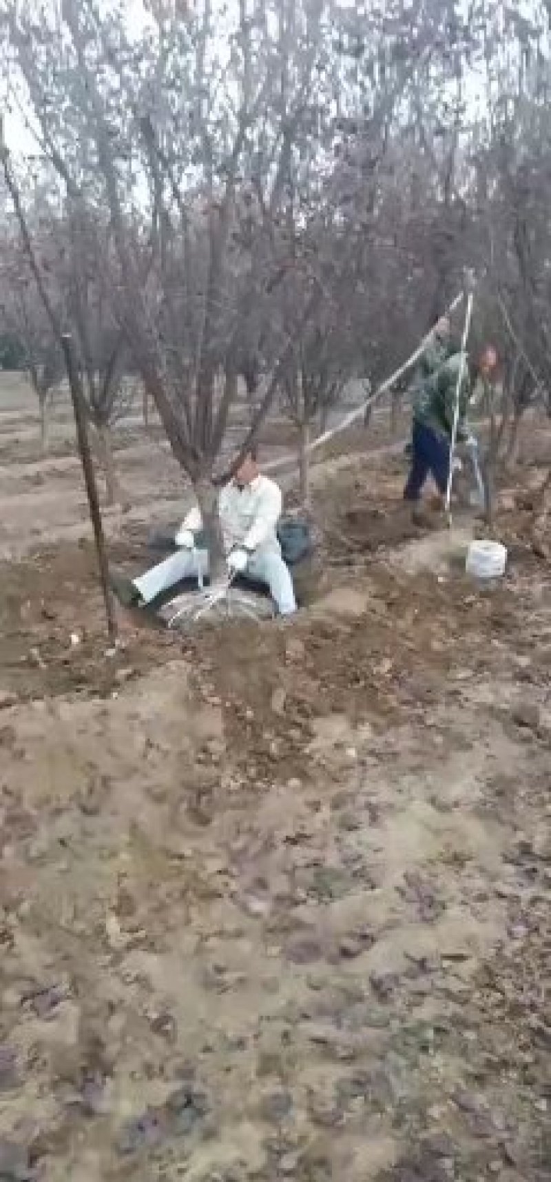 自家培育精品5-10公分地接美人梅，大量现货，树型优美成