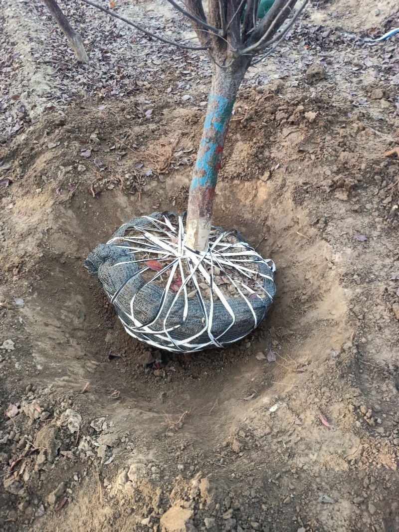 自家培育精品5-10公分地接美人梅，大量现货，树型优美成