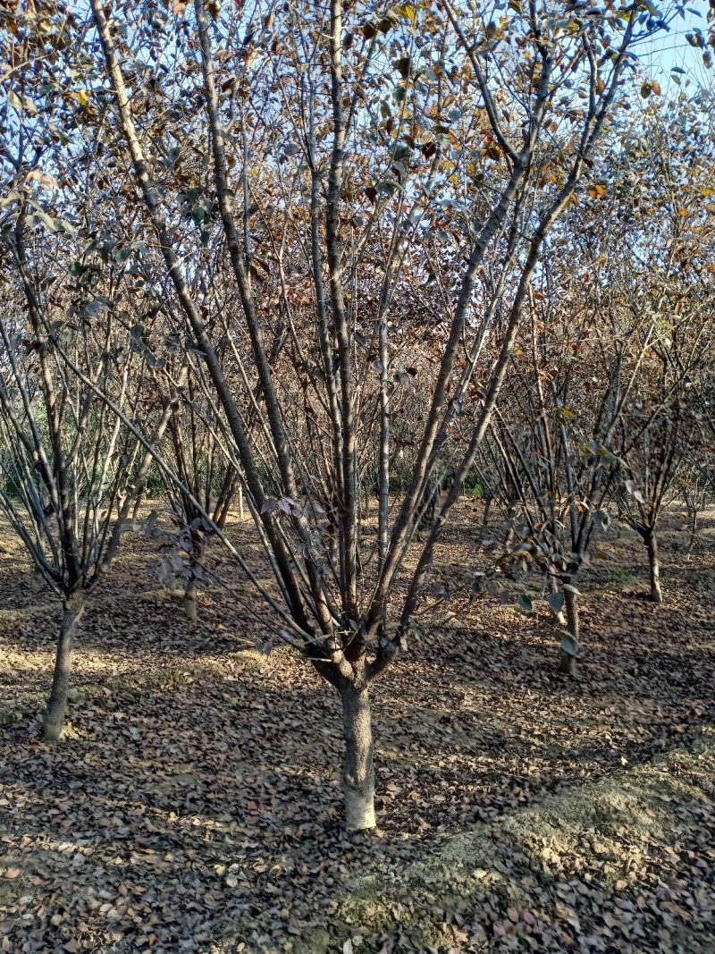自家培育精品5-10公分地接美人梅，大量现货，树型优美成