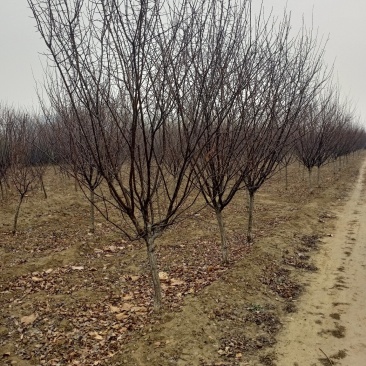 自家培育精品5-10公分地接美人梅，大量现货，树型优美成