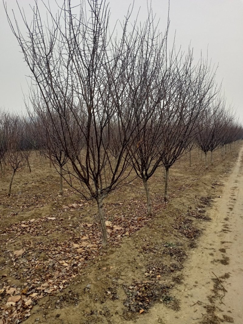 自家培育精品5-10公分地接美人梅，大量现货，树型优美成