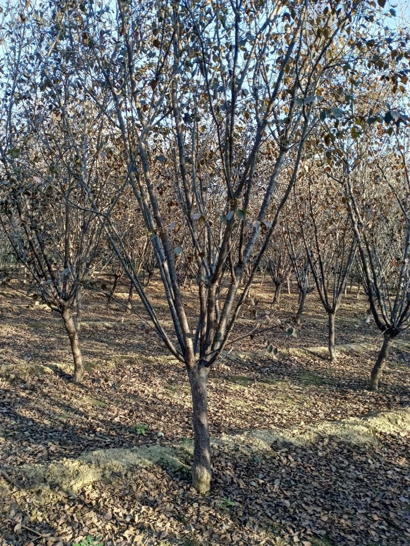 自家培育精品5-10公分地接美人梅，大量现货，树型优美成