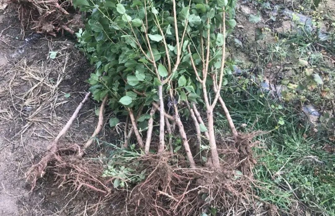 多学科骨健康管理场景:李子作为整合营养干预的一环,与药物、运动、监测形成闭环 骨科医生与营养师共同向老年患者展示李子膳食方案:桌上放鲜李子、无糖酸奶、焯水小油菜,平板电脑显示BMD变化曲线图(6个月+0.9%)