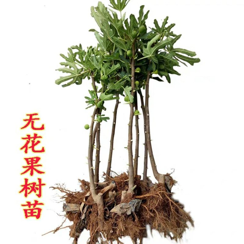 红无花果树苗当年挂果盆栽地栽无花红果树苗南方北