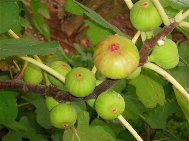 红无花果树苗当年挂果盆栽地栽无花红果树苗南方北