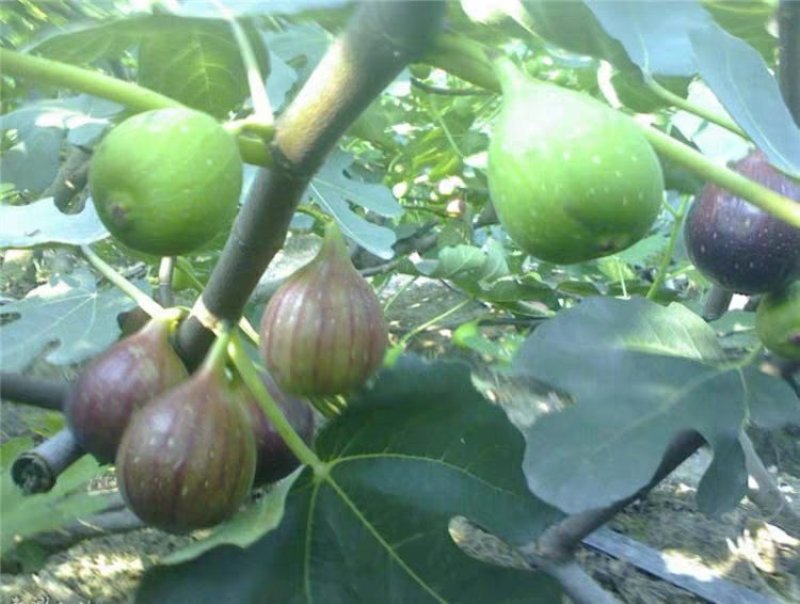 红无花果树苗当年挂果盆栽地栽无花红果树苗南方北