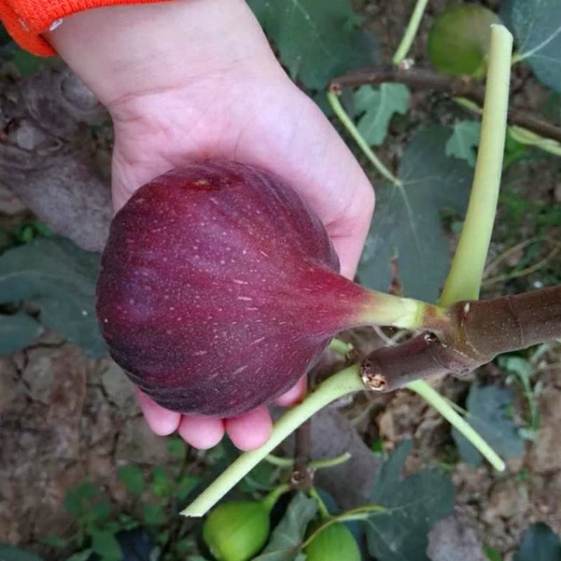 红无花果树苗当年挂果盆栽地栽无花红果树苗南方北