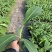 苹果粉蕉苗海南