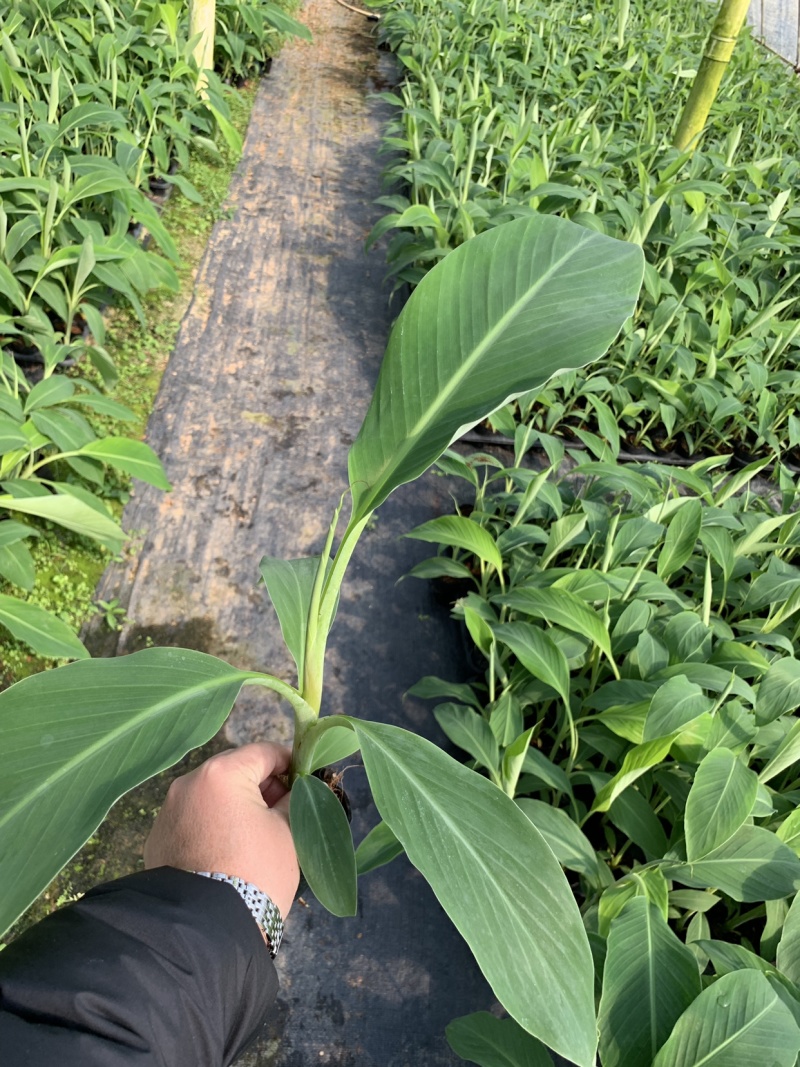 苹果粉蕉苗海南