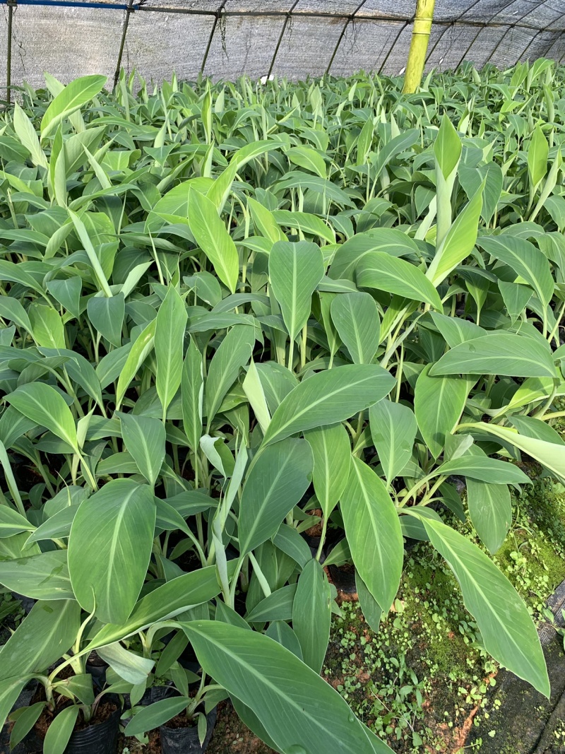 苹果粉蕉苗海南
