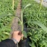 苹果粉蕉苗海南
