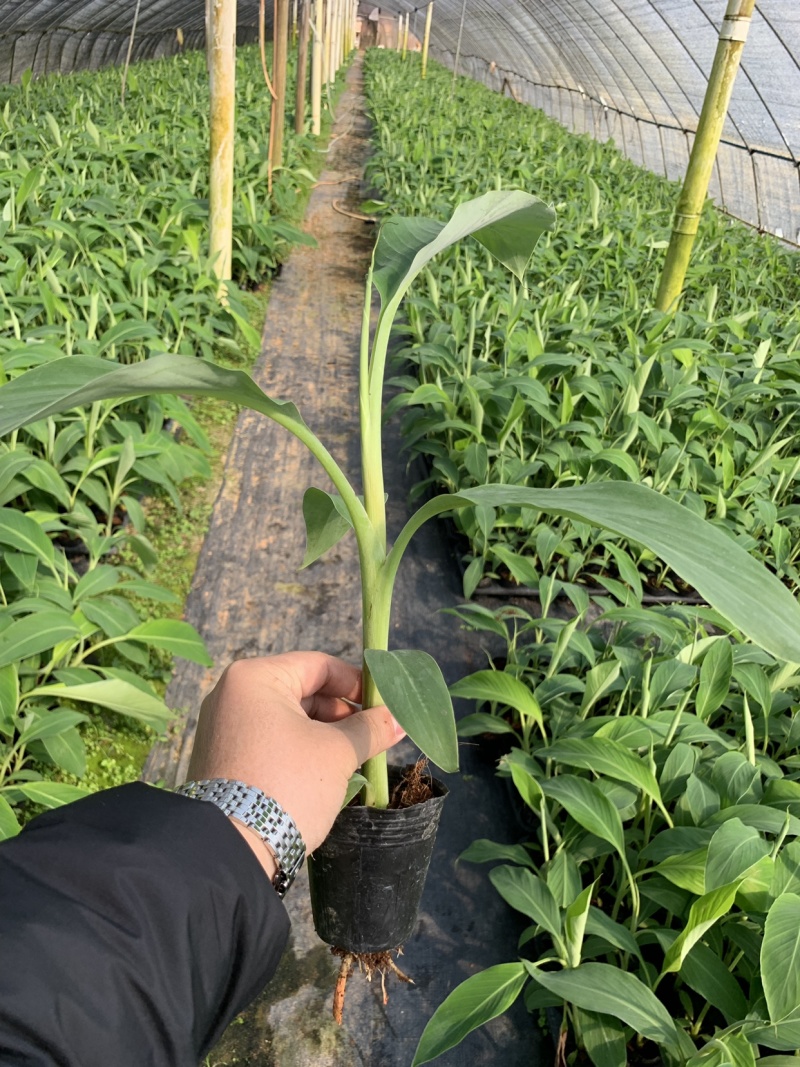 苹果粉蕉苗海南