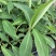 苹果粉蕉苗海南