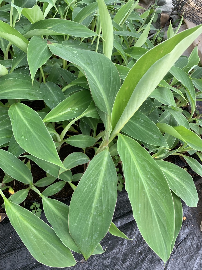 苹果粉蕉苗海南