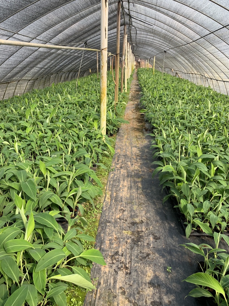 苹果粉蕉苗海南