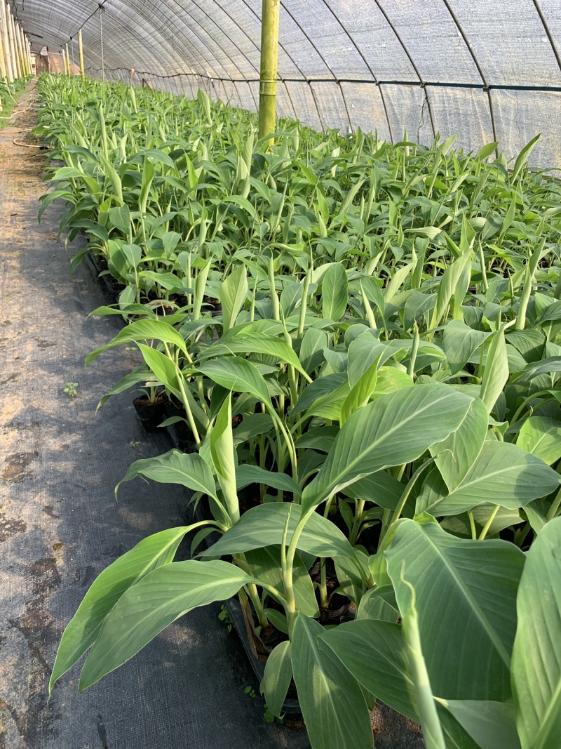 苹果粉蕉苗海南