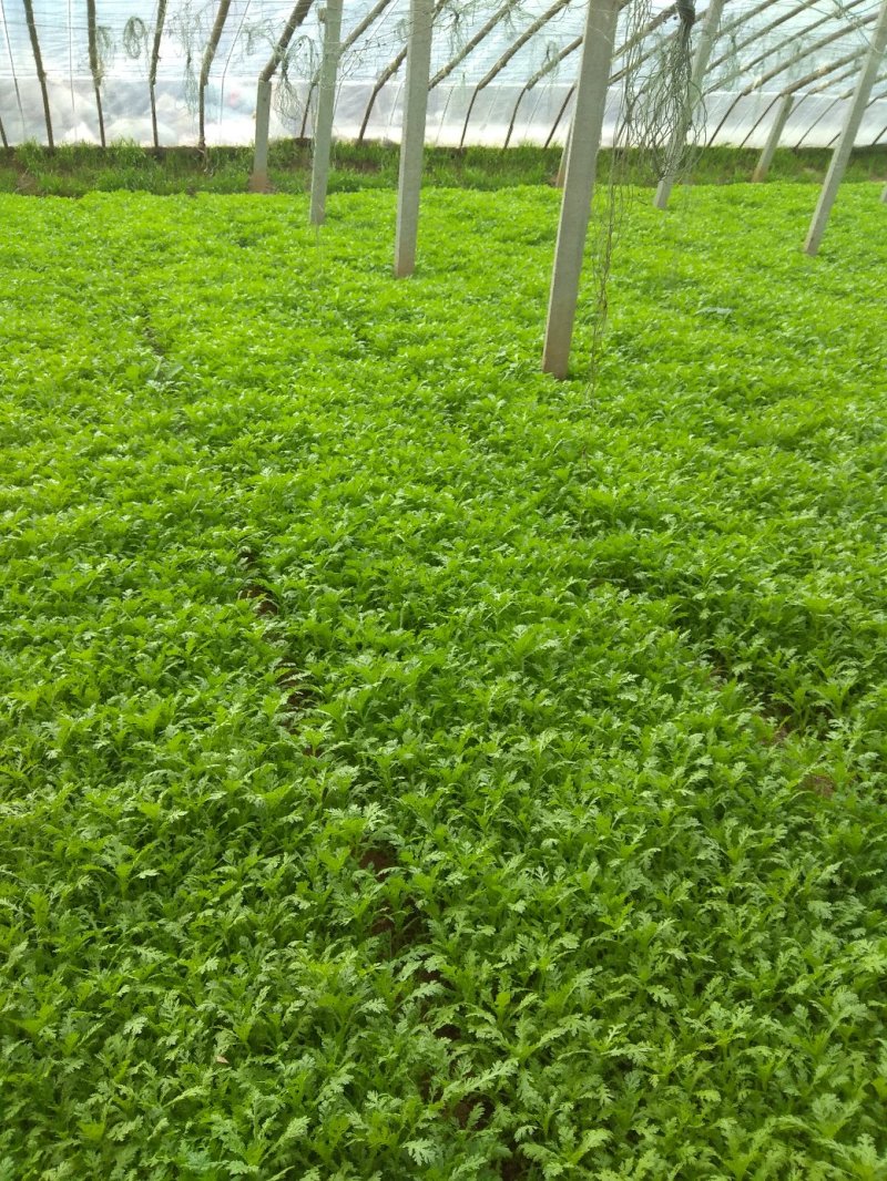 茼蒿