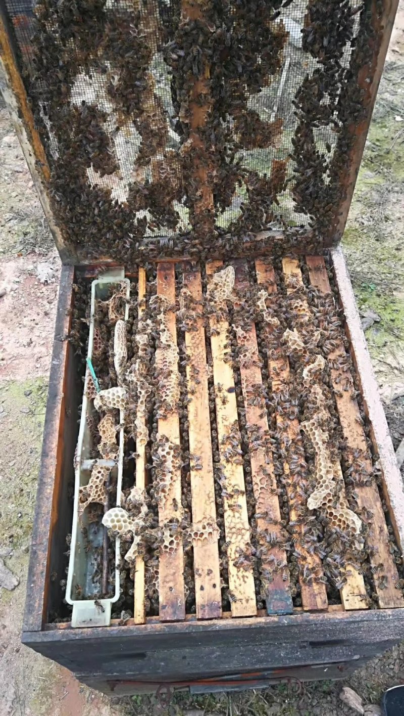 500克新蜂巢蜜野生天然纯正蜂蜜源头蜂场直销批发一件代发
