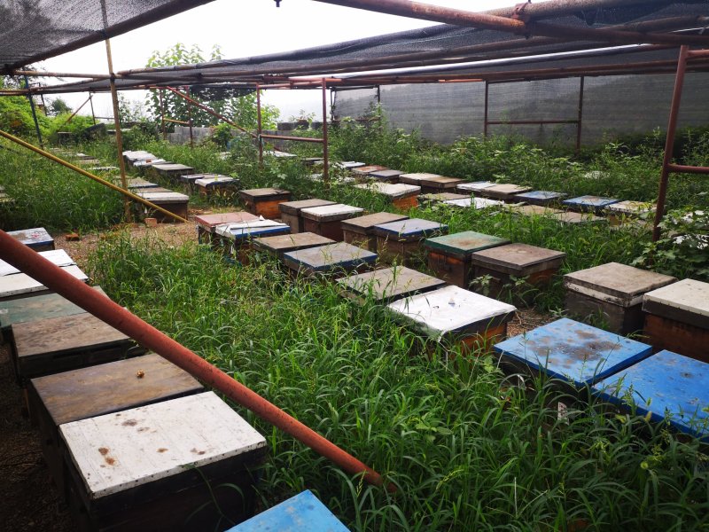 500克新蜂巢蜜野生天然纯正蜂蜜源头蜂场直销批发一件代发