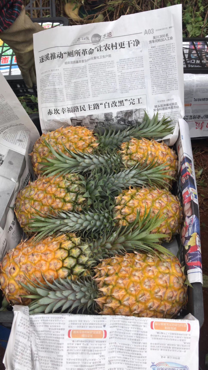 菠萝，广东徐闻县菠萝，产地农户直销，可以出口报检通关单