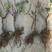 巨峰葡萄树苖大苗果树果苗爬藤树苗葡萄南北方种植当年结果