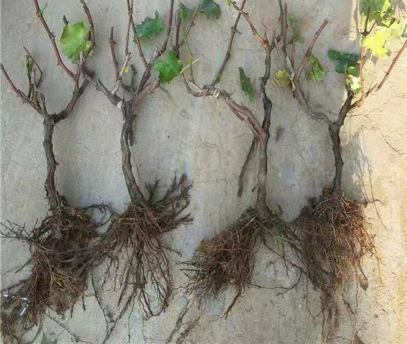 巨峰葡萄树苖大苗果树果苗爬藤树苗葡萄南北方种植当年结果