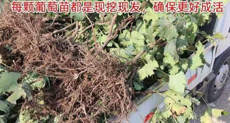 巨峰葡萄树苖大苗果树果苗爬藤树苗葡萄南北方种植当年结